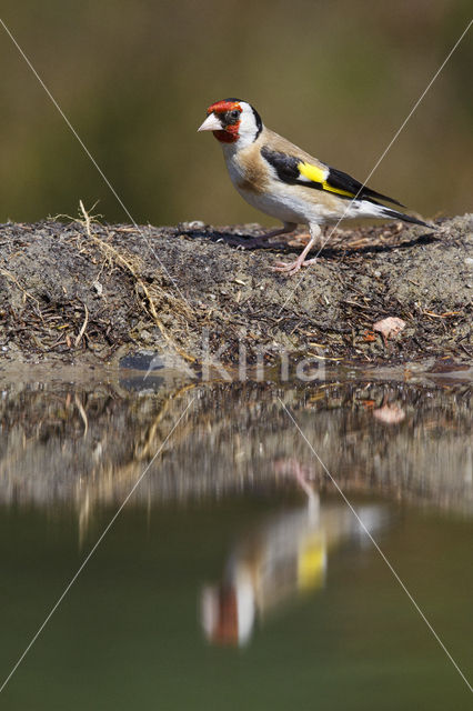 European Goldfinch (Carduelis carduelis)