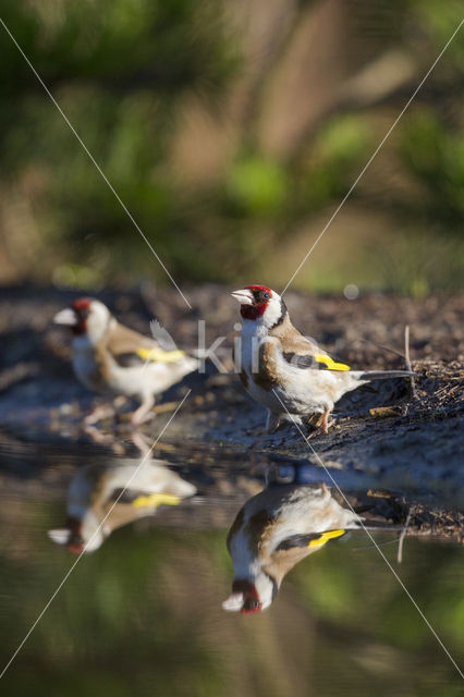 European Goldfinch (Carduelis carduelis)