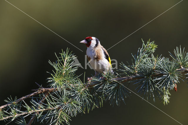 European Goldfinch (Carduelis carduelis)