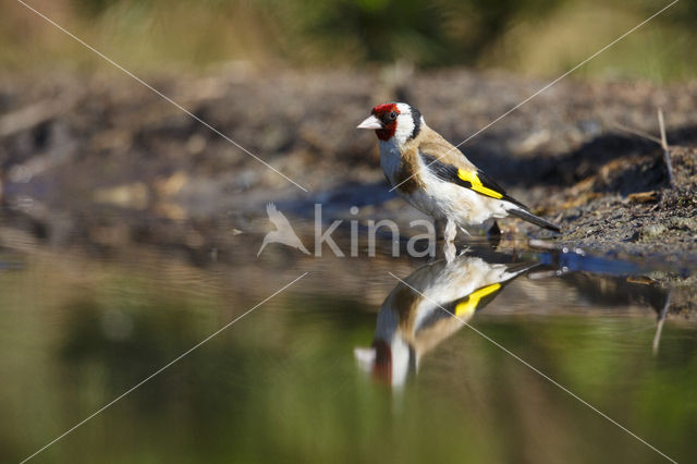 European Goldfinch (Carduelis carduelis)