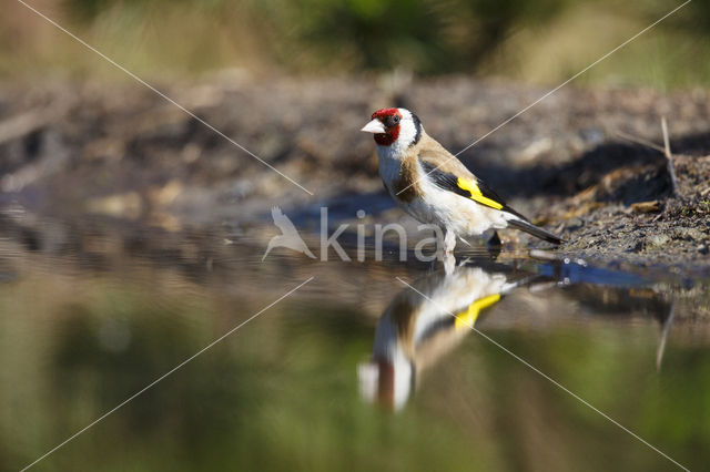 European Goldfinch (Carduelis carduelis)