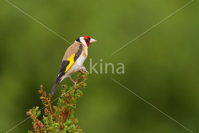 European Goldfinch (Carduelis carduelis)