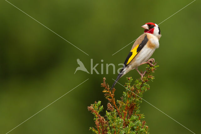 European Goldfinch (Carduelis carduelis)