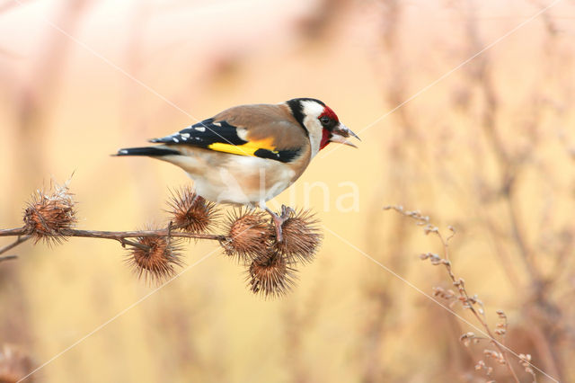 European Goldfinch (Carduelis carduelis)