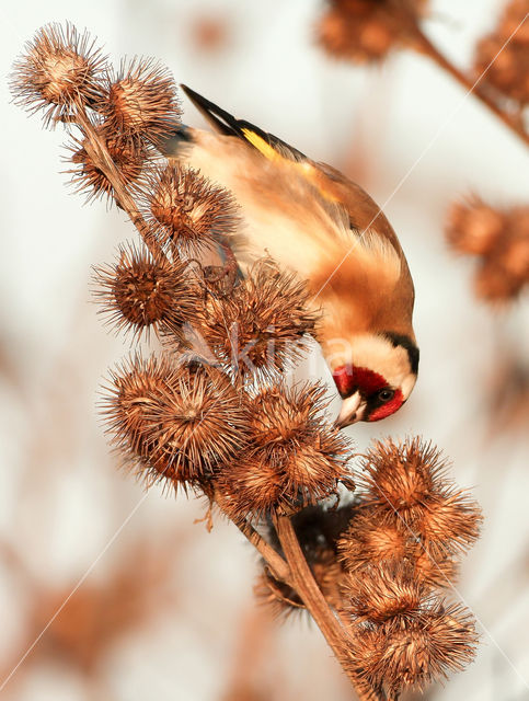 European Goldfinch (Carduelis carduelis)