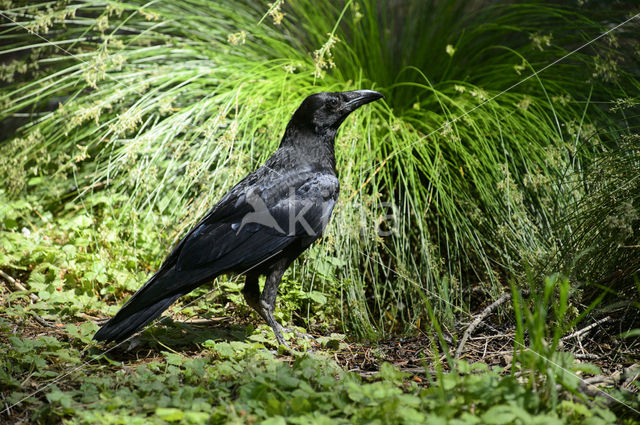 Raaf (Corvus corax)