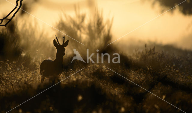 Roe Deer (Capreolus capreolus)