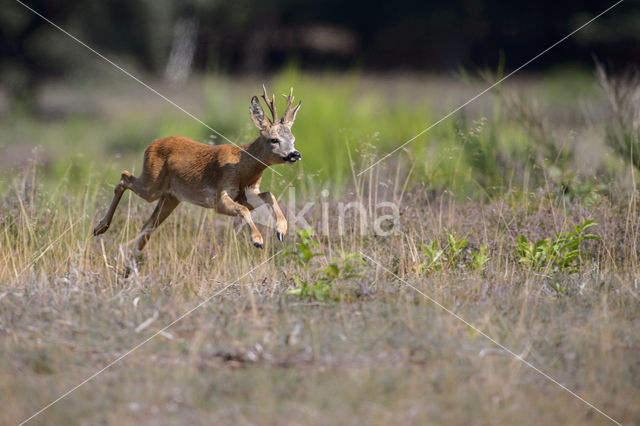 Ree (Capreolus capreolus)