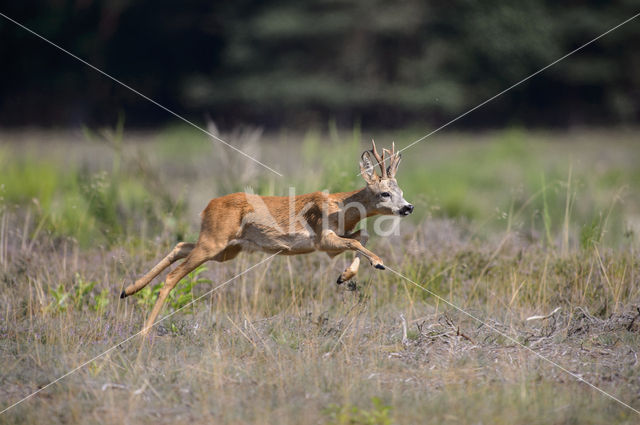 Roe Deer (Capreolus capreolus)