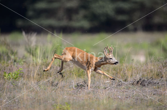 Roe Deer (Capreolus capreolus)