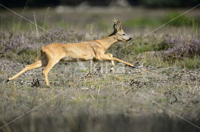 Roe Deer (Capreolus capreolus)