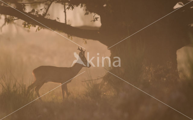 Roe Deer (Capreolus capreolus)