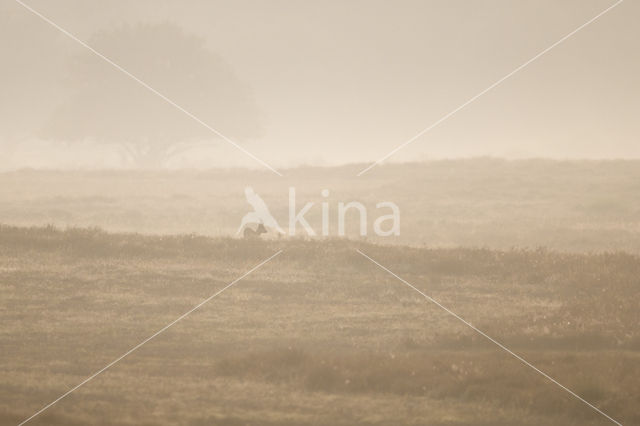 Roe Deer (Capreolus capreolus)