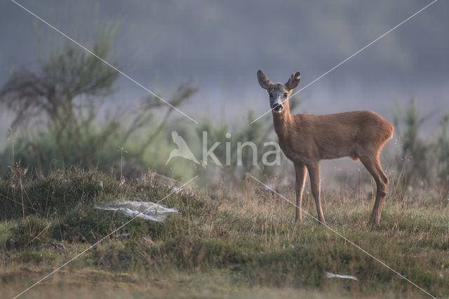 Roe Deer (Capreolus capreolus)