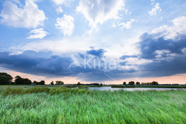 Common Reed (Phragmites australis)