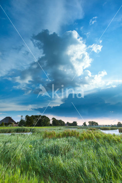 Riet (Phragmites australis)