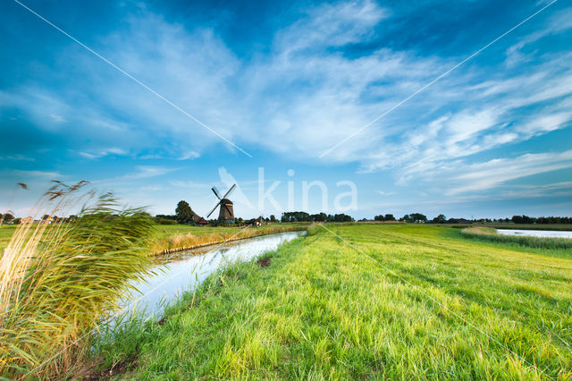 Riet (Phragmites australis)