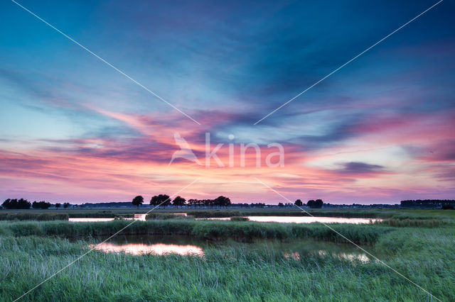 Riet (Phragmites australis)