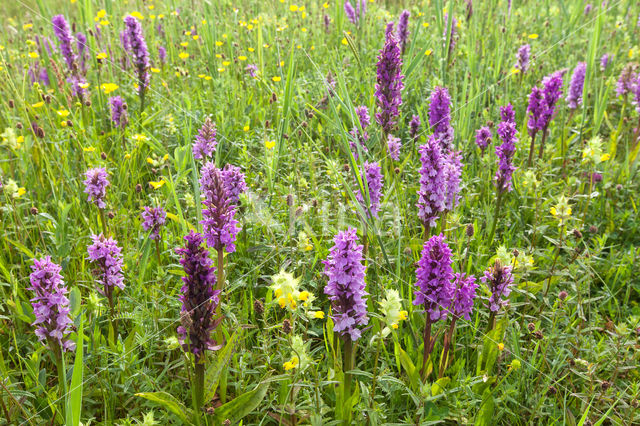 Southern Marsh-orchid (Dactylorhiza majalis subsp. praetermissa)