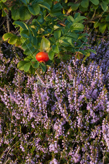 Japanese Rose (Rosa rugosa)