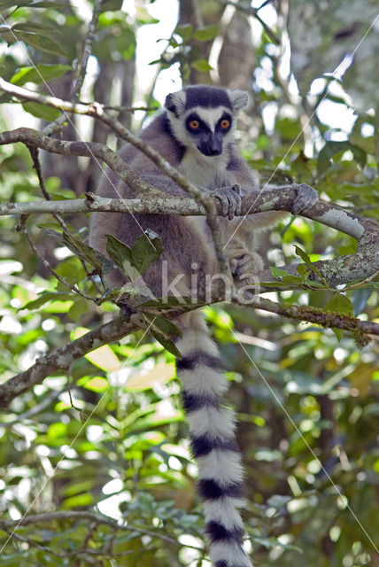 Ringstaartmaki (Lemur catta)