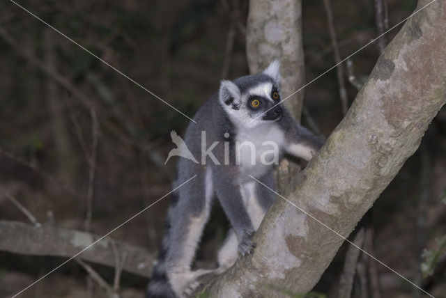 ring-tailed lemur (Lemur catta)