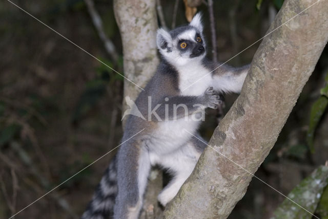 ring-tailed lemur (Lemur catta)