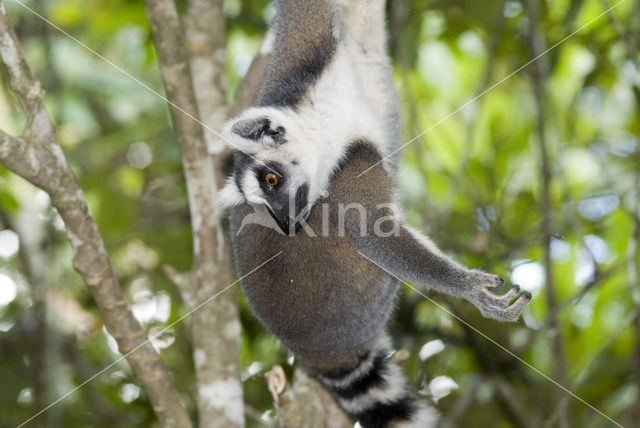 Ringstaartmaki (Lemur catta)