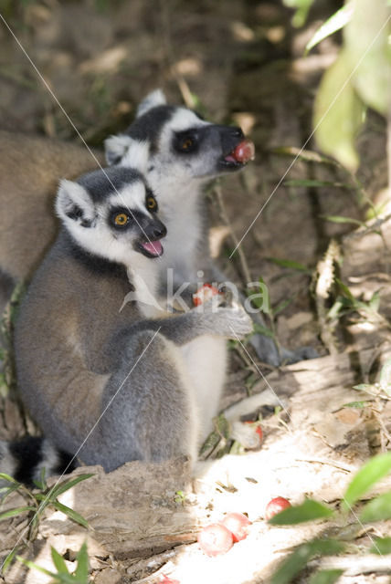 Ringstaartmaki (Lemur catta)