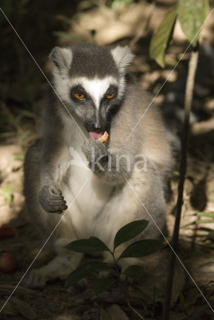 ring-tailed lemur (Lemur catta)