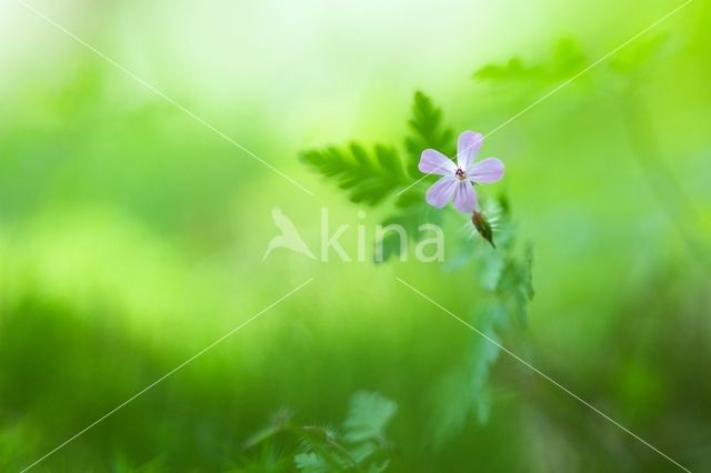 Robertskruid (Geranium robertianum)