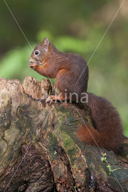 Red squirrel (Tamiasciurus hudsonicus)