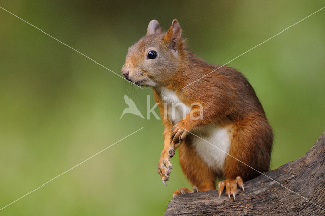 Red squirrel (Tamiasciurus hudsonicus)