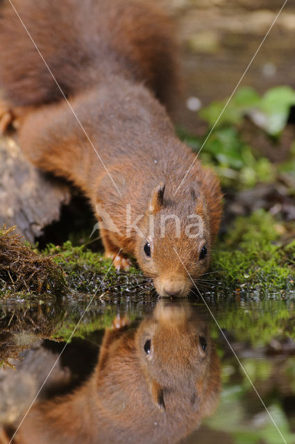 Red squirrel (Tamiasciurus hudsonicus)