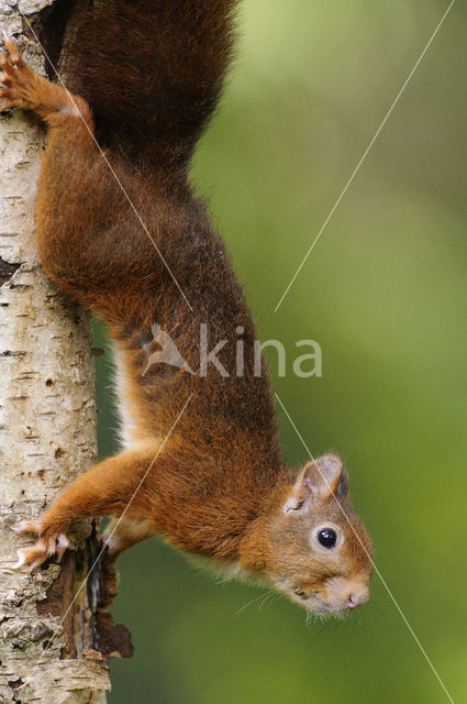 Red squirrel (Tamiasciurus hudsonicus)