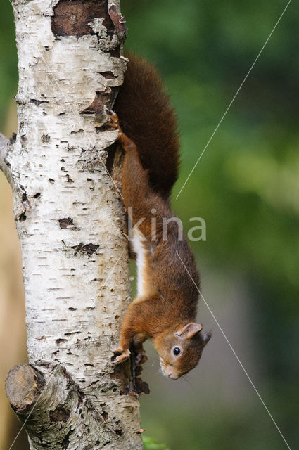 Red squirrel (Tamiasciurus hudsonicus)