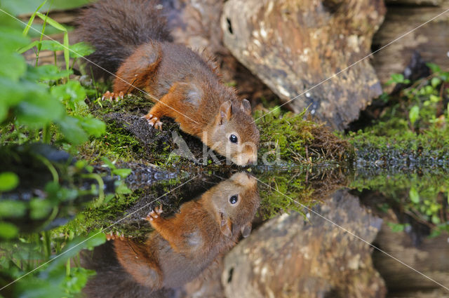 Red squirrel (Tamiasciurus hudsonicus)