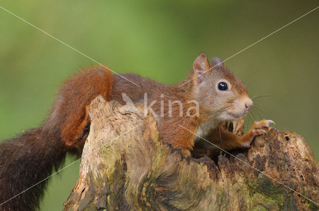 Red squirrel (Tamiasciurus hudsonicus)