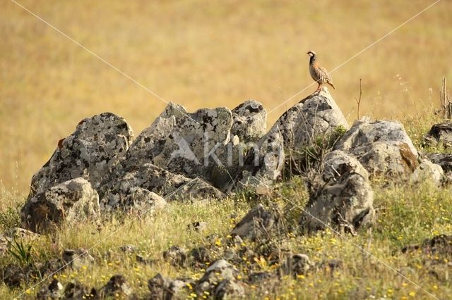 Red-legged Partridge (Alectoris rufa)