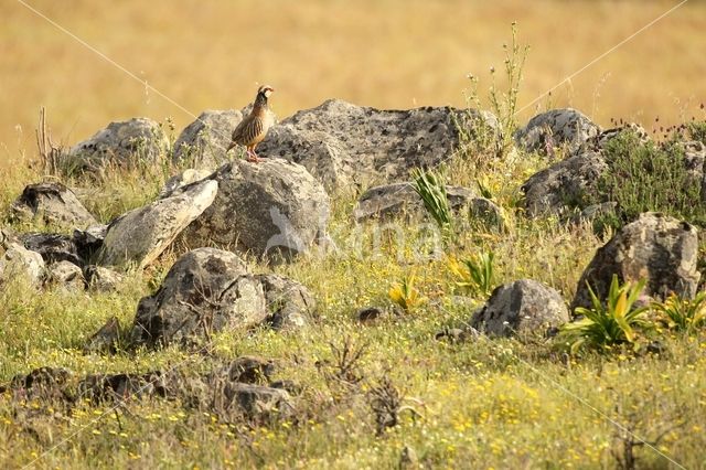 Red-legged Partridge (Alectoris rufa)