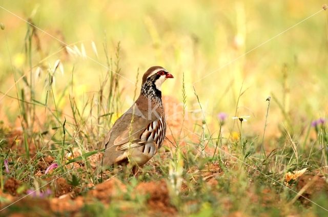 Red-legged Partridge (Alectoris rufa)