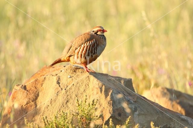 Red-legged Partridge (Alectoris rufa)