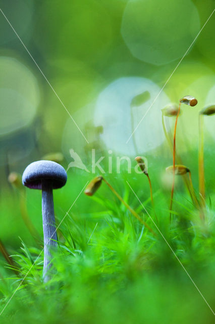 Amethyst Deceiver (Laccaria amethystina)