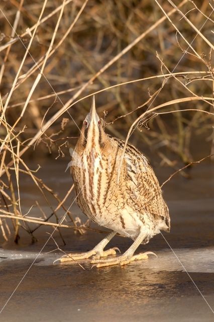 Roerdomp (Botaurus stellaris)