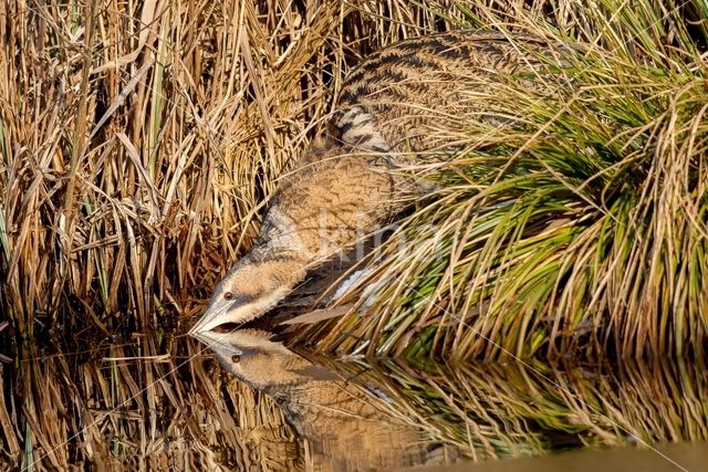 Bittern (Botaurus stellaris)