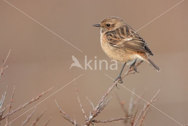 European Stonechat (Saxicola rubicola)