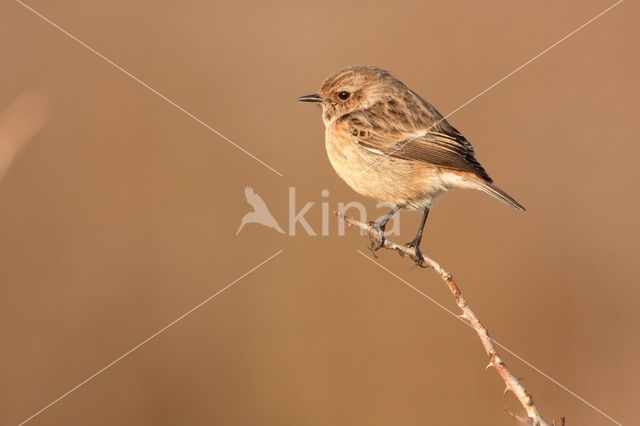 European Stonechat (Saxicola rubicola)