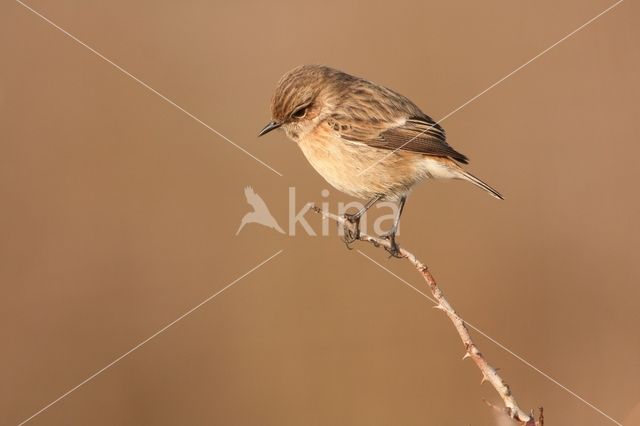 European Stonechat (Saxicola rubicola)