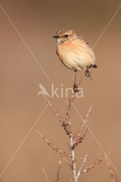 European Stonechat (Saxicola rubicola)