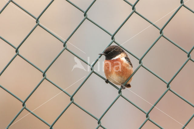 Stonechat (Saxicola rubicola)